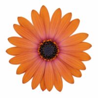 OSTEOSPERMUM CAPE DAISY - Terra