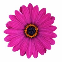 OSTEOSPERMUM CAPE DAISY - Violet