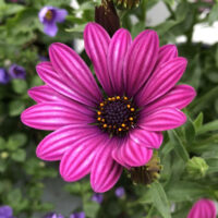 OSTEOSPERMUM CAPE DAISY - Violet