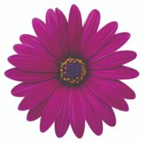 OSTEOSPERMUM CAPE DAISY - Zanzibar Burgundy