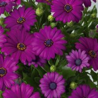 OSTEOSPERMUM CAPE DAISY - Zanzibar Burgundy