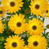 OSTEOSPERMUM CAPE DAISY - Zanzibar Copper Glow