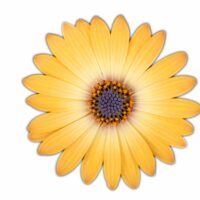 OSTEOSPERMUM CAPE DAISY - Zanzibar Copper Glow