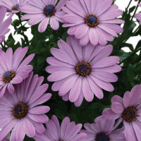 OSTEOSPERMUM CAPE DAISY - Zanzibar Pink