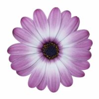 OSTEOSPERMUM CAPE DAISY - Zanzibar Rose Bicolor