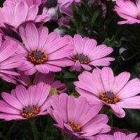 OSTEOSPERMUM CAPE DAISY - Zanzibar Rose Glow