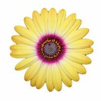 OSTEOSPERMUM CAPE DAISY - Zanzibar Sunlight Purple Ring