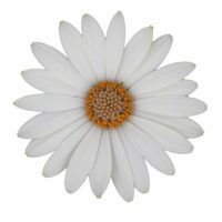 OSTEOSPERMUM CAPE DAISY - Zanzibar Vanilla