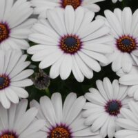 OSTEOSPERMUM CAPE DAISY - Zanzibar White