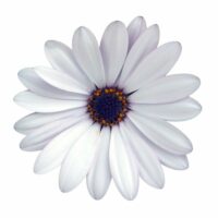 OSTEOSPERMUM CAPE DAISY - Zanzibar White