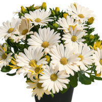 OSTEOSPERMUM SUMMERSMILE - Cream