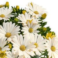 OSTEOSPERMUM SUMMERSMILE - Cream