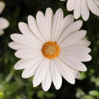 OSTEOSPERMUM SUMMERSMILE - Cream