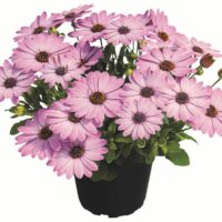 OSTEOSPERMUM SUMMERSMILE - Light Pink