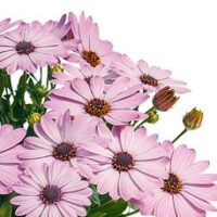 OSTEOSPERMUM SUMMERSMILE - Light Pink