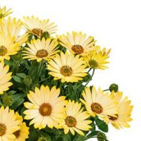 OSTEOSPERMUM SUMMERSMILE - Light Yellow