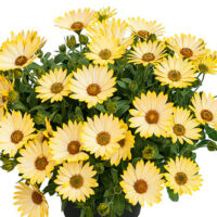 OSTEOSPERMUM SUMMERSMILE - Light Yellow