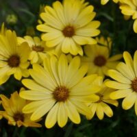 OSTEOSPERMUM SUMMERSMILE - Light Yellow