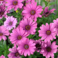 OSTEOSPERMUM SUMMERSMILE - Magenta