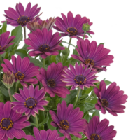 OSTEOSPERMUM SUMMERSMILE - Magenta