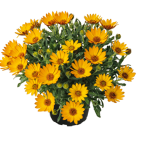 OSTEOSPERMUM SUMMERSMILE - Orange