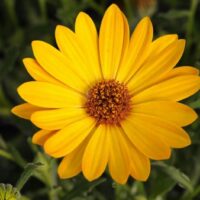 OSTEOSPERMUM SUMMERSMILE - Orange