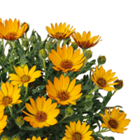 OSTEOSPERMUM SUMMERSMILE - Orange