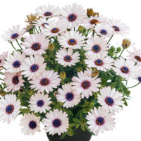 OSTEOSPERMUM SUMMERSMILE - Rosy White