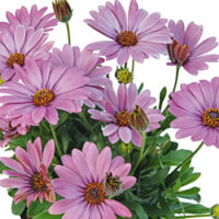 OSTEOSPERMUM SUMMERSMILE - Soft Violet