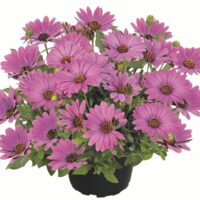 OSTEOSPERMUM SUMMERSMILE - Soft Violet