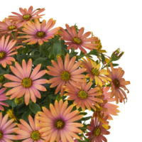 OSTEOSPERMUM SUMMERSMILE - Sunrise