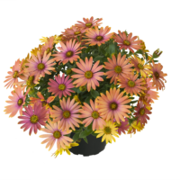 OSTEOSPERMUM SUMMERSMILE - Sunrise