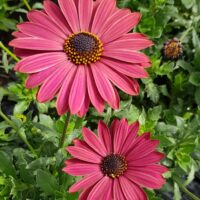 OSTEOSPERMUM SUMMERSMILE - Sunrise