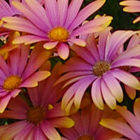 OSTEOSPERMUM SUMMERSMILE - Sunrise