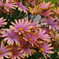 OSTEOSPERMUM SUMMERSMILE - Sunrise