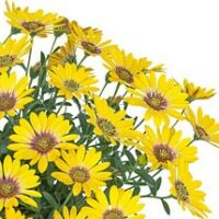 OSTEOSPERMUM SUMMERSMILE - Yellow Punch