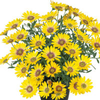 OSTEOSPERMUM SUMMERSMILE - Yellow Punch