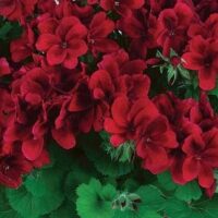 PELARGONIUM grandiflorum - Candy Flowers Dark Red