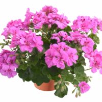 PELARGONIUM peltatum  - Allegria Amethyst