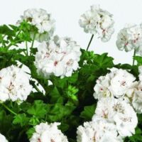 PELARGONIUM peltatum  - Allegria Bianca