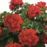 PELARGONIUM peltatum  - Allegria Fuoco