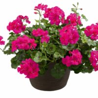 PELARGONIUM peltatum  - Allegria Hot Pink