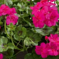 PELARGONIUM peltatum  - Allegria Hot Pink