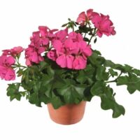 PELARGONIUM peltatum  - Allegria Rosa