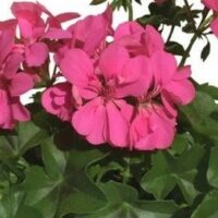 PELARGONIUM peltatum  - Allegria Rosa