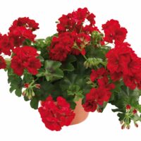 PELARGONIUM peltatum  - Allegria Velvet Red