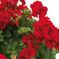 PELARGONIUM peltatum  - Allegria Velvet Red