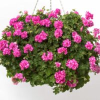 PELARGONIUM peltatum  - Amy