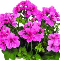 PELARGONIUM peltatum  - BIGIX Light Pink