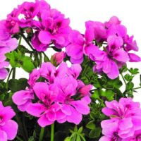 PELARGONIUM peltatum  - BIGIX Light Pink